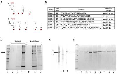 Evaluation of the humoral and mucosal immune response of a multiepitope vaccine against COVID-19 in pigs